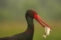 The black stork Ciconia nigra portrait with fish. Black bird wirh fish in the beak with green background Royalty Free Stock Photo