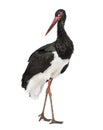 Black stork, Ciconia nigra, standing against white background