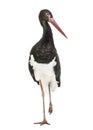 Black stork, Ciconia nigra, standing against white background