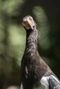 Black stork Ciconia nigra standing, head shot Royalty Free Stock Photo