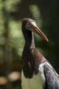 Black stork Ciconia nigra standing, head shot Royalty Free Stock Photo