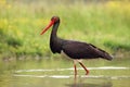 The black stork Ciconia nigra standing in shallow water of a pond with banks of green.Large bird in the stork family Ciconiidae Royalty Free Stock Photo