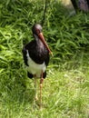 Black Stork, Ciconia nigra, stands on the edge of dense vegetation