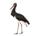 Black stork, Ciconia nigra, walking against white background