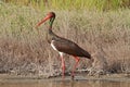 Black Stork Royalty Free Stock Photo