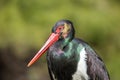 Black stork Royalty Free Stock Photo