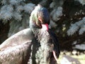 Black Stork closeups