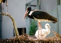 Black stork and cute fluffy white chik in nest