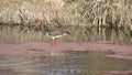 Black stork eating duckweed