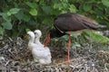 Black stork family Royalty Free Stock Photo