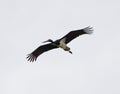 Black stork in flight Royalty Free Stock Photo