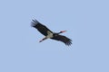 Black stork in flight Royalty Free Stock Photo