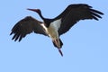 Black stork in flight Royalty Free Stock Photo