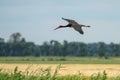 Black Stork in Flight Ciconia nigra Royalty Free Stock Photo