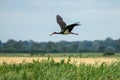 Black Stork in Flight (Ciconia nigra Royalty Free Stock Photo
