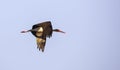 Black Stork in Flight Royalty Free Stock Photo
