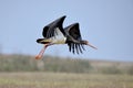 Black stork in flight, Ciconia nigra, Kolhapur, Maharashtra, Royalty Free Stock Photo