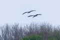 Black Stork in flight spring migration Ciconia nigra Pair Royalty Free Stock Photo