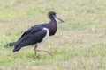 Black stork foraging at savanna Royalty Free Stock Photo