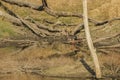 Black Stork Foraging in Waterhole