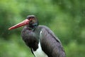 Black stork in Germanic rain. Royalty Free Stock Photo