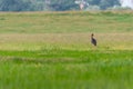 black stork The glossy ibis, a brownish-black bird grazing on a green meadow in Romania Royalty Free Stock Photo