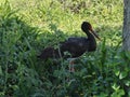 Black stork in the green bush.