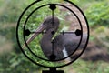 Black Stork in the hunter`s crosshair, illegal hunting