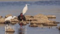 Black Stork and Little Egrets