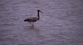 Black stork on Nature Reserve at Skala Kalloni Lesvos Greece Royalty Free Stock Photo