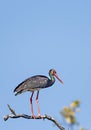 Black stork perching on the dried tree branch