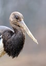 Black Stork Royalty Free Stock Photo