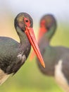 Black stork portrait pair