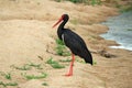 A Black Stork standing on a river bank