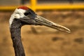 A black stork stands in nature. Close-up shot. Wild Japanese bird with a red head. Royalty Free Stock Photo