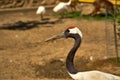 A black stork stands in nature. Close-up shot. Wild Japanese bird with a red head. Royalty Free Stock Photo