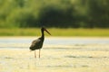 Black stork stay on the bottom of lake