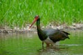 Black stork walking on the river