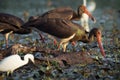 Black Storks feeding in water Royalty Free Stock Photo