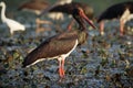 Black Storks feeding in water Royalty Free Stock Photo