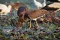 Black Storks feeding in water Royalty Free Stock Photo