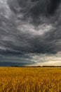 Black storm cloud above the wheat field