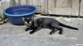 Black stray cat and blue water bowl Royalty Free Stock Photo