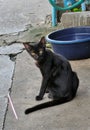 Black stray cat and blue water bowl Royalty Free Stock Photo