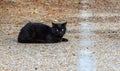 Black Stray Cat with Bright Green Eyes