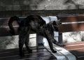 A black stray cat hunched his back, stretching after sleeping on a park bench Royalty Free Stock Photo