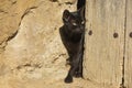 A black stray cat peeks out from behind an old door, Aragon, Spain Royalty Free Stock Photo