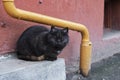 Black stray cat sits on the doorstep Royalty Free Stock Photo