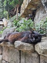 A black stray cat sleeps on the wall. Royalty Free Stock Photo