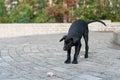 Black stray dog